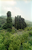 Landgut mit Zypressen bei Castel Umberto/Nebrodi - Sizilien
