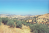 Landschaft mit Weizenfeldern und Olivenbäumen Sizilien