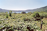 piantagione di kiwi - Lago di Nemi - Lazio 