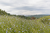 Landgut Toskana San Gimignano, Landschaft Kornblumenfeld