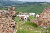 prati in Toscana, rudere con mucche