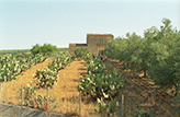 Italien Landgut Sizilien, Südfrüchte Kaktusfeigenplantage