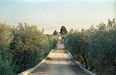 Landgut Italien Apulien, Olivenbäume