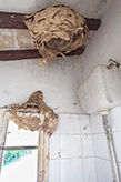 bagno di una casa rurale abbandonata - Toscana, nido di calabroni