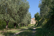 Bauernhaus Casanova, Weg mit Olivenbäumen