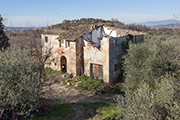 verlassenes Landhaus zwischen Olivenbäumen, Toskana Herbst 2014