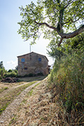 Toskana Bauernhaus Casanova, Weg mit Olivenbäumen